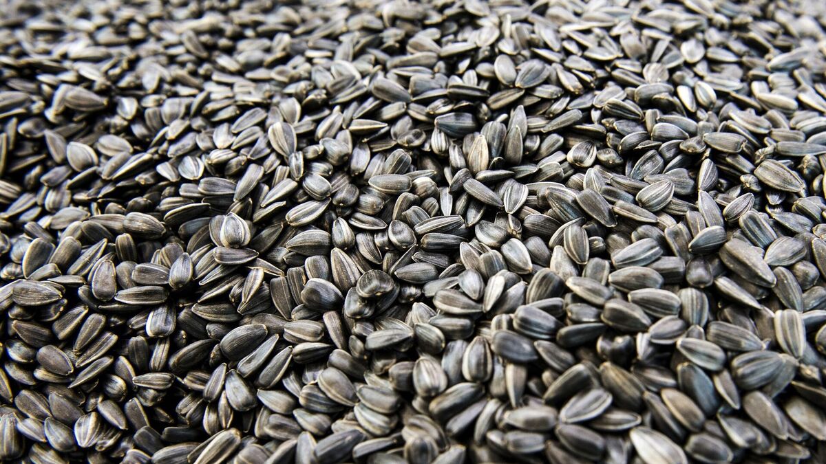 پزشکان تلویزیون درباره خطرات مرگبار چای داغ و فواید تخمه آفتابگردان صحبت می‌کنند.