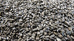 پزشکان تلویزیون درباره خطرات مرگبار چای داغ و فواید تخمه آفتابگردان صحبت می‌کنند.