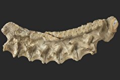 قدیمی‌ترین توده شناخته‌شده از استخوان‌های دایناسور در رومانی کشف شد.