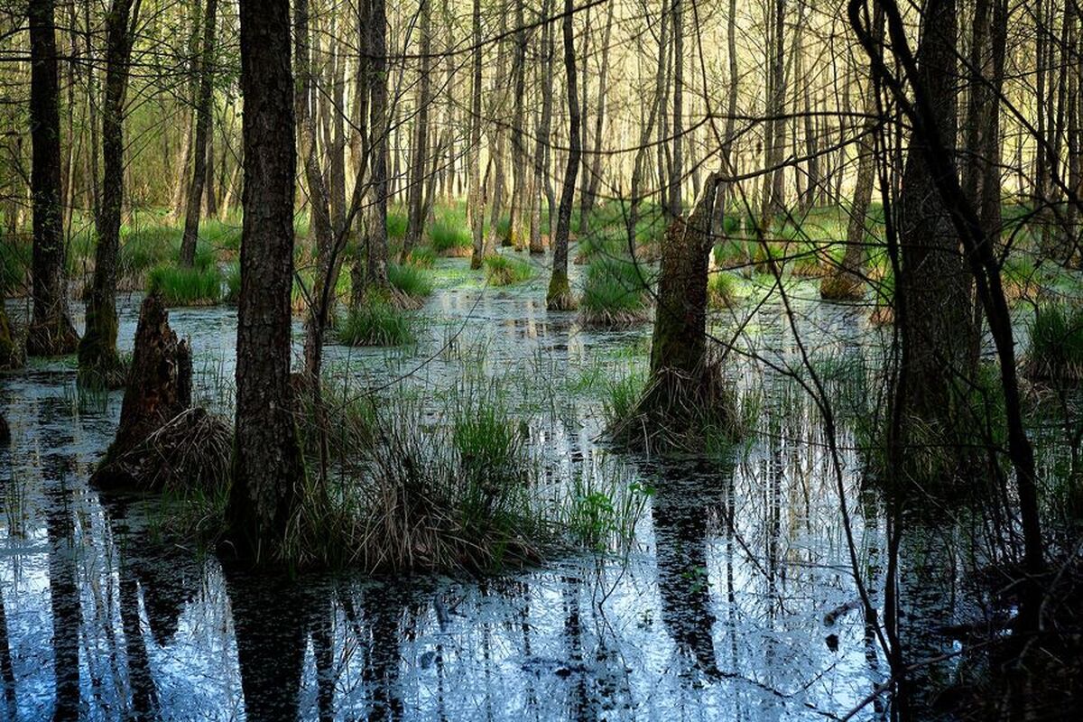 دانشمندان راز مرداب‌های باستانی با قدمت ۱۵۰۰۰ سال را کشف کردند.