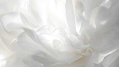 الگو برای به کارگیری رنگ ساده و لوکس سال ۲۰۲۶ در استایل