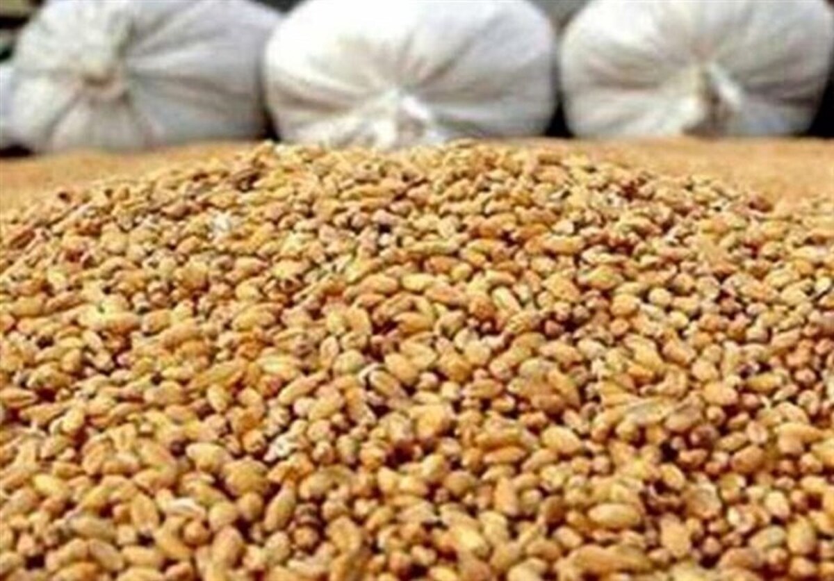 آغاز توزیع نهاده مرغداران گوشتی با قیمت مصوب/ مهلت ثبت نام تا ۱۸ آذر