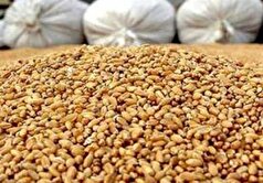 آغاز توزیع نهاده مرغداران گوشتی با قیمت مصوب/ مهلت ثبت نام تا ۱۸ آذر