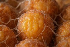 چربی قهوه‌ای چه تفاوتی با چربی سفید دارد؟