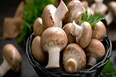 بررسی رده زیستی قارچ‌ها و تاثیرات آن بر سلامتی!