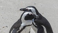 دانشمندان اظهار داشته‌اند که پنگوئن‌های آفریقایی از گرسنگی در حال مرگ هستند.