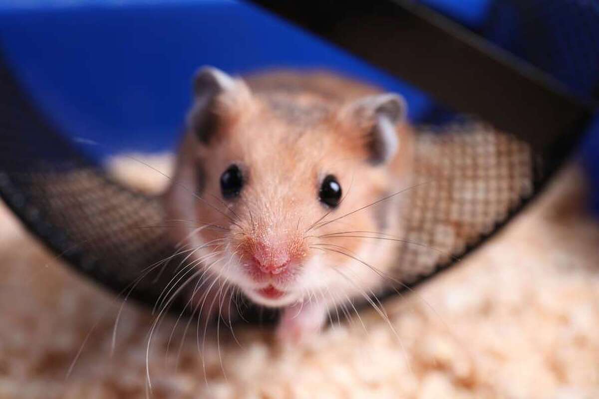 دانشمندان کشف کرده‌اند که کدام حیوانات خانگی استرس را در کودکان کاهش می‌دهند.