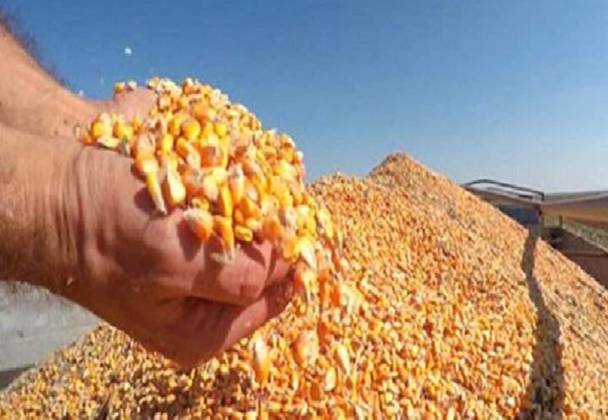 ذرت خریداری شده به زودی در مرغداری‌ها توزیع می‌شود