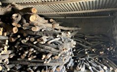 امسال ۳۱ استر هیزم جنگلی در میاندرود کشف شد