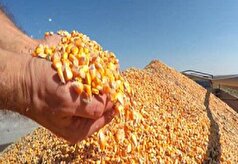 ذرت خریداری شده به زودی در مرغداری‌ها توزیع می‌شود