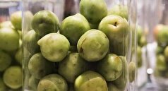 نکات مهم و طلایی تهیه شور گوجه سبز