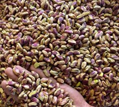 رفسنجان در آستانه تغییر الگوی صادراتی پسته