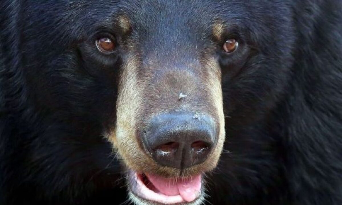 توصیه‌ها هنگام مواجهه با خرس‌ها: مقابله کنید، چمباتمه بزنید و آرام باشید