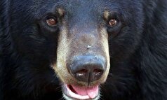 توصیه‌ها هنگام مواجهه با خرس‌ها: مقابله کنید، چمباتمه بزنید و آرام باشید