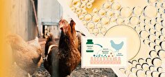 تولید نخستین مکمل آشامیدنی برای تقویت سیستم ایمنی مخاطی طیور در ایران و خاورمیانه