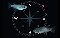 پرندگان و لاک‌پشت‌های دریایی چگونه از GPS زیستی استفاده میکنند؟