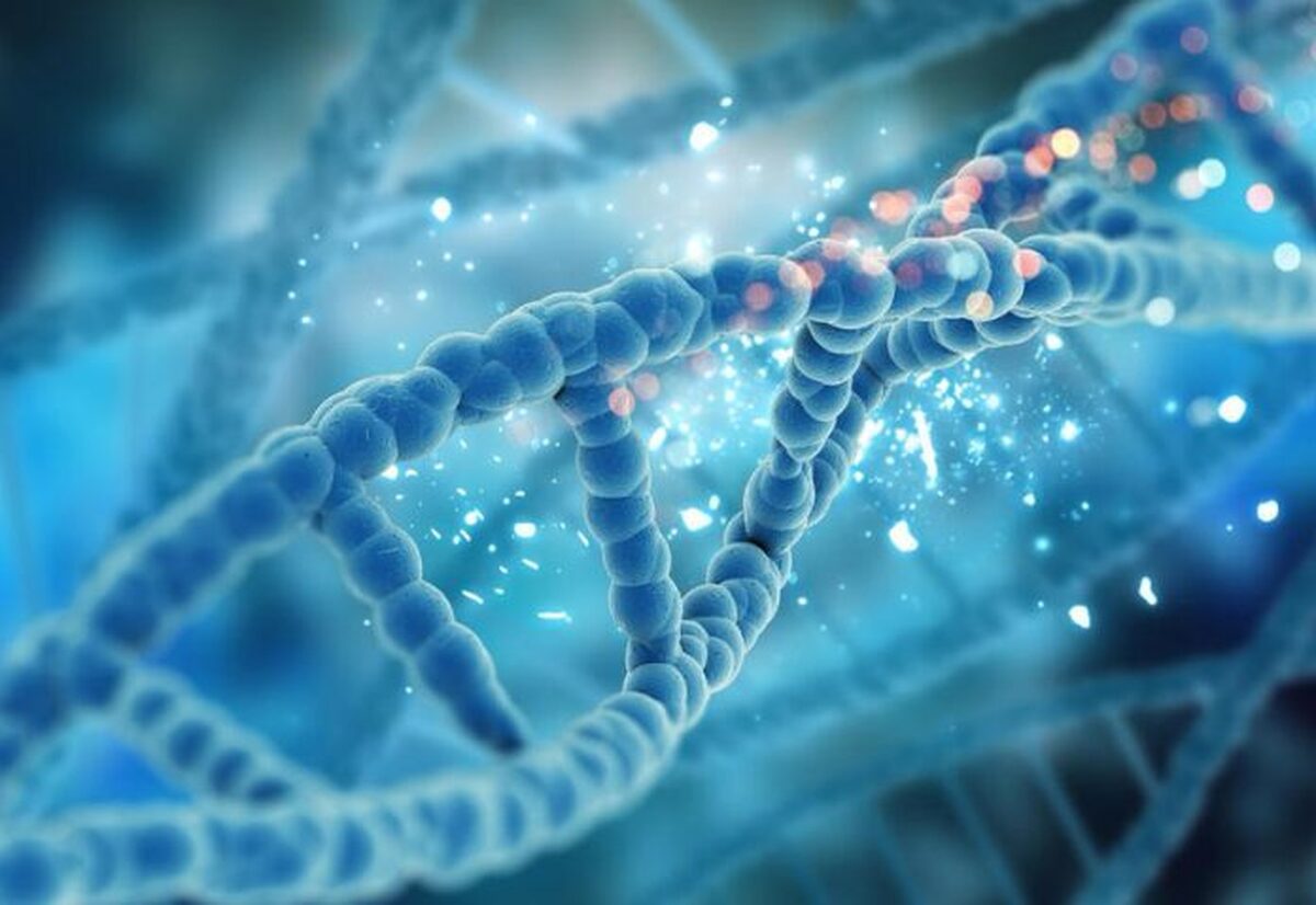 پیوند ژنی مرتبط با طول عمر می‌تواند سن قلب را سال‌ها به عقب برگرداند.