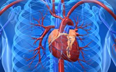 ثابت شده است که اندازه قلب در زنان بر خطر ناتوانی و مرگ تأثیر می‌گذارد.