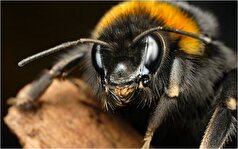یافته‌های جدید در مورد دنیای «زنبورها»