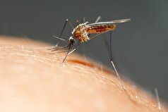 دانشمندان کشف کرده‌اند که چرا پشه‌های خطرناک عصر‌ها بیشتر نیش می‌زنند.