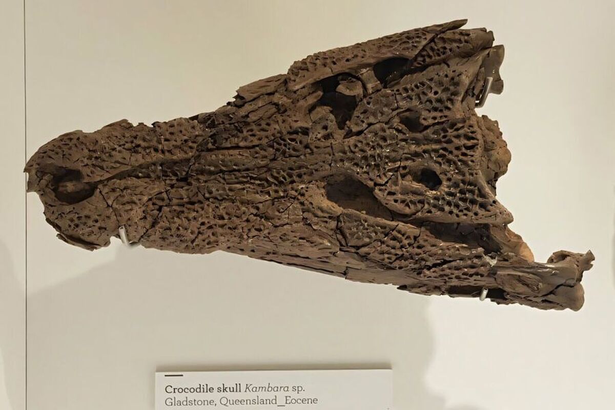 تخم‌های کروکودیل با قدمت ۵۵ میلیون سال در استرالیا کشف شدند.