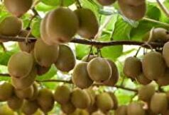 صادرات کیوی گیلان به ۲۵ کشور