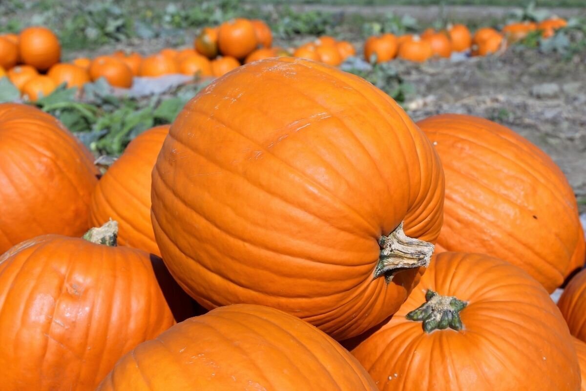 چگونه می‌شود شیرین و رسیده بودن کدو حلوایی را تشخیص داد؟