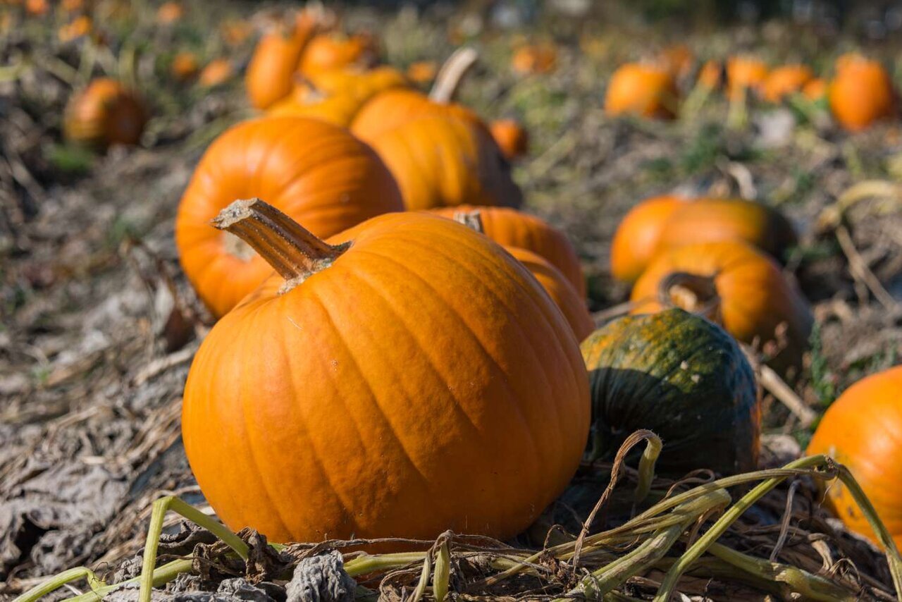 چگونه میشود شیرین و رسیده بودن کدو حلوایی را تشخیص داد؟ چگونه میشود شیرین و رسیده بودن کدو حلوایی را تشخیص داد؟