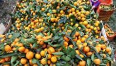 آغاز برداشت مرکبات در شهرستان بم/ پیش‌بینی برداشت ۱۶ هزار تن محصول