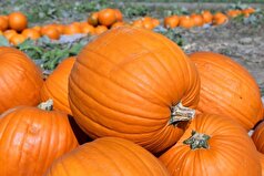 چگونه می‌شود شیرین و رسیده بودن کدو حلوایی را تشخیص داد؟