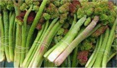 خواص بی نظیر ریواس در کمک به عملکرد کبد