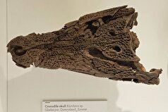 تخم‌های کروکودیل با قدمت ۵۵ میلیون سال در استرالیا کشف شدند.