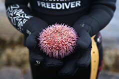 حیوانی که تقریباً به طور کامل از مغز ساخته شده است، معرفی شد.