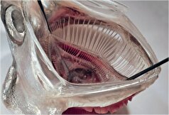 آبشش ماهی، ایده‌ای خاص برای طراحی فیلتر لباسشویی!