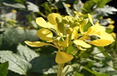 متخصص تغذیه: ترکیبات فرار خردل سوخت و ساز بدن را افزایش می‌دهد