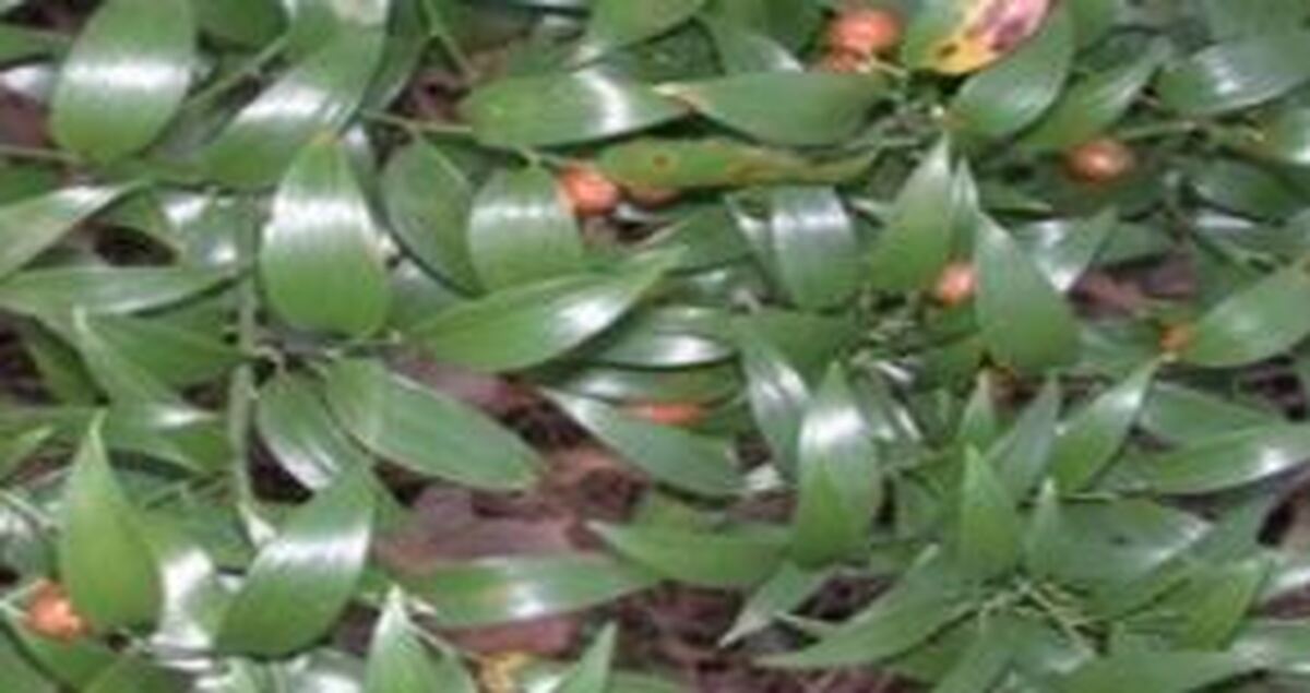 قاچاق چلم جنگلی در سوادکوه؛ قاچاقچی محکوم شد