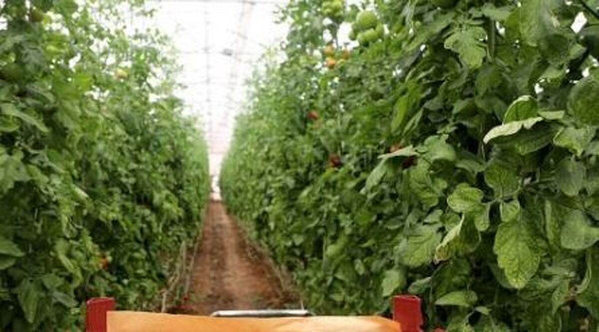 برداشت محصول گوجه فرنگی از مزارع کشاورزی شهرستان پارسیان آغاز شد