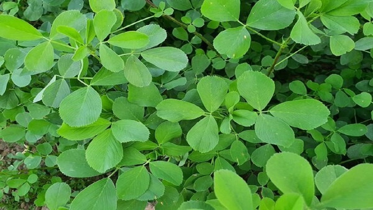 یونجه را جایگزین این قرص و ویتامین‌های غیر طبیعی کنید!