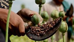 تریاک دارویی در ایران نایاب شد/واردات با هزینه هنگفت