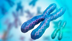 دانشمندان کشف کرده‌اند که کروموزوم‌های X در سلول‌های سرطانی مردان خاموش می‌شوند.