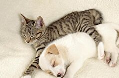 یک عفونت جدید خطرناک می‌تواند از حیوانات خانگی به انسان منتقل شود