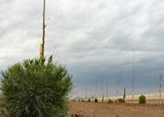 پویش درختکاری «در سایه مادر» در کرمان؛ کاشت نهال توسط مادران شهدا