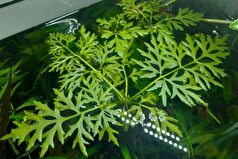 دانشمندان چینی برای اولین بار فلزات خاکی کمیاب را در گیاهان پیدا کردند.