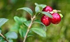 رمزو راز جالب چرخه عمیق کربن در اقیانوس‌ها فاش شد