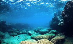 علاقه انسان‌های اولیه به غذا‌های گیاهی و نقش آن در تکامل دنیا