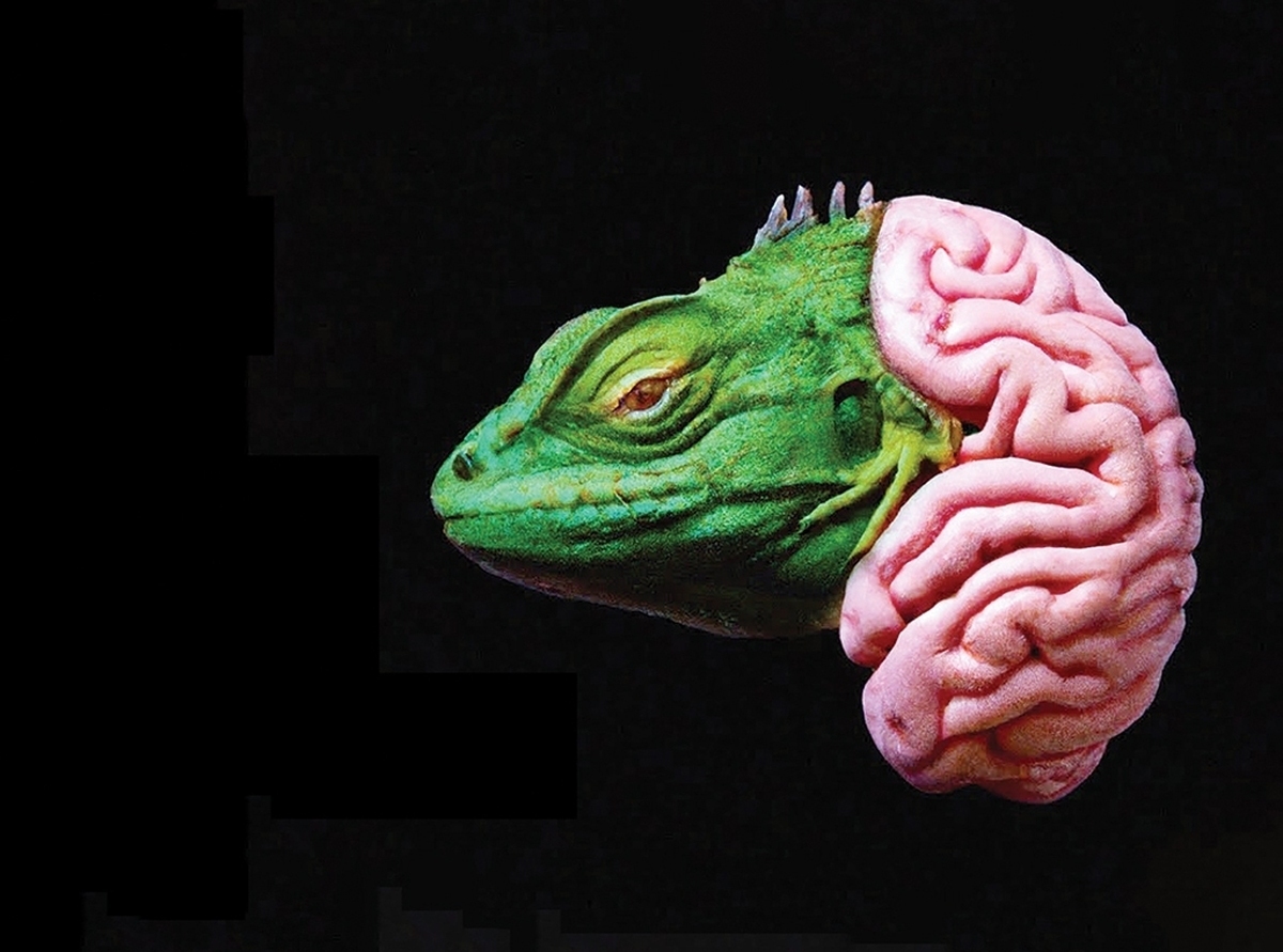 مغز انسان چه نقاط مشترکی با خزندگان دارد؟