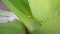 دانشمندان گونه جدیدی از قورباغه‌های کوچک را در کوه‌های جنوب برزیل کشف کرده‌اند