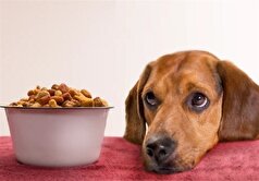 قاچاق ۱۰۰ میلیاردی خوراک حیوانات خانگی در کردستان