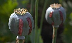 جامعه مصر باستان تریاک مصرف میکردند!