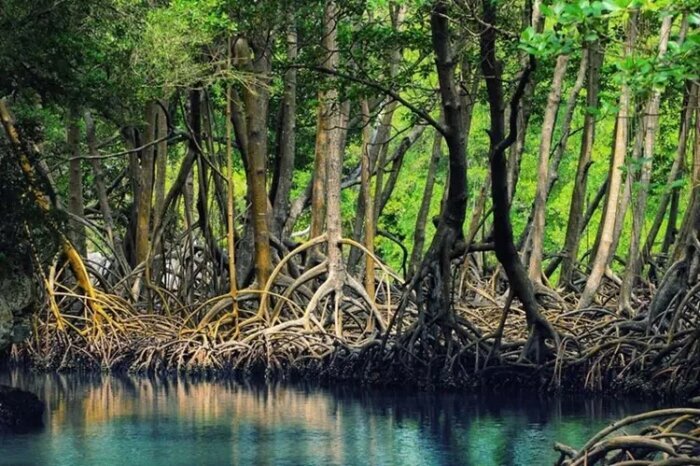 سفر به وارمی؛ جزیرهای جادویی در میان آبهای آرام خلیج فارس سفر به وارمی؛ جزیرهای جادویی در میان آبهای آرام خلیج فارس